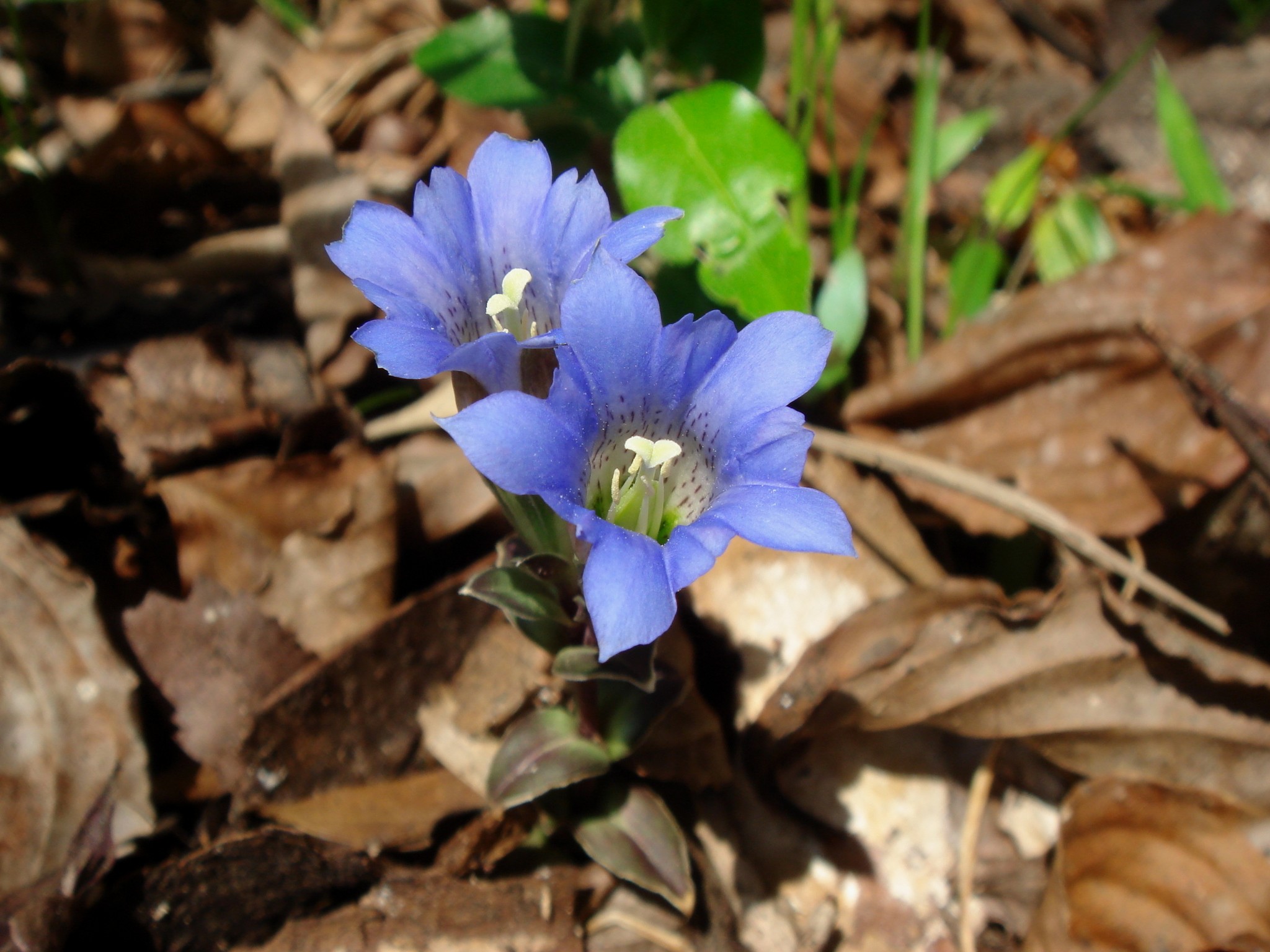 Gentiana zollingeri Fawcett